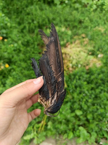 Plume de Étourneau roselin