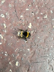 Bombus