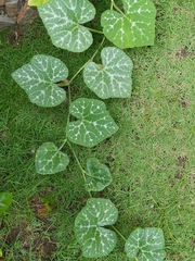 Cucurbita moschata