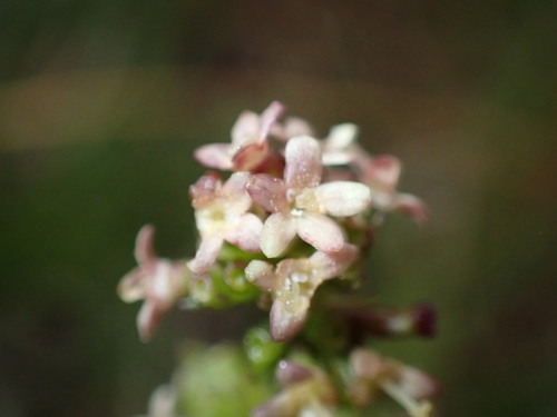 Image of Valeriana celtica by (c) Elias, some rights reserved (CC BY)