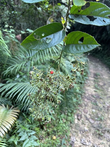 Rubus pirifolius observed 2023-10-29