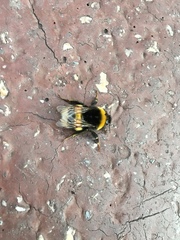 Bombus
