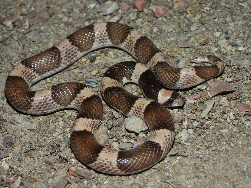 Maricopa Leafnose Snake