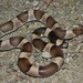 Saddled Leafnose Snake - Photo (c) Yinan Li, some rights reserved (CC BY-NC), uploaded by Yinan Li