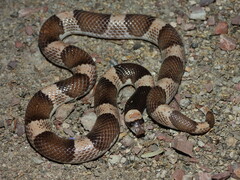 Maricopa Leafnose Snake photo 2