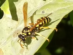 Polistes dominula