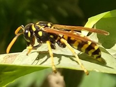 Polistes dominula