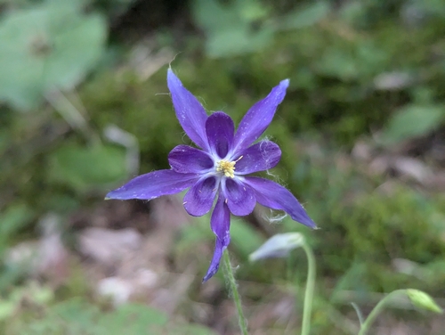 Image of Aquilegia einseleana by (c) Elias, some rights reserved (CC BY)