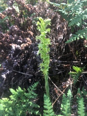 Platanthera michaelii