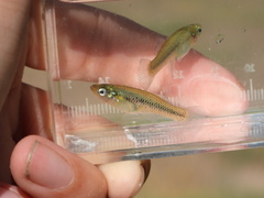 Spotfin Gambusia photo 3