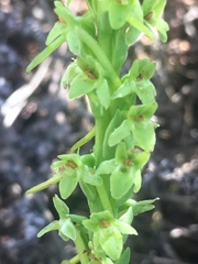 Platanthera michaelii
