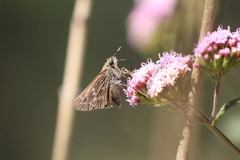 Atalopedes campestris huron