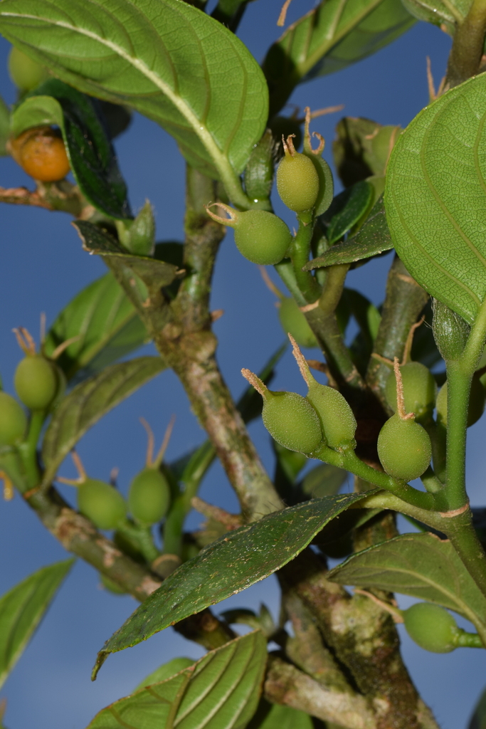Aphananthe cuspidata (Aphananthe cuspidata)