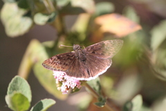 Erynnis tristis tatius
