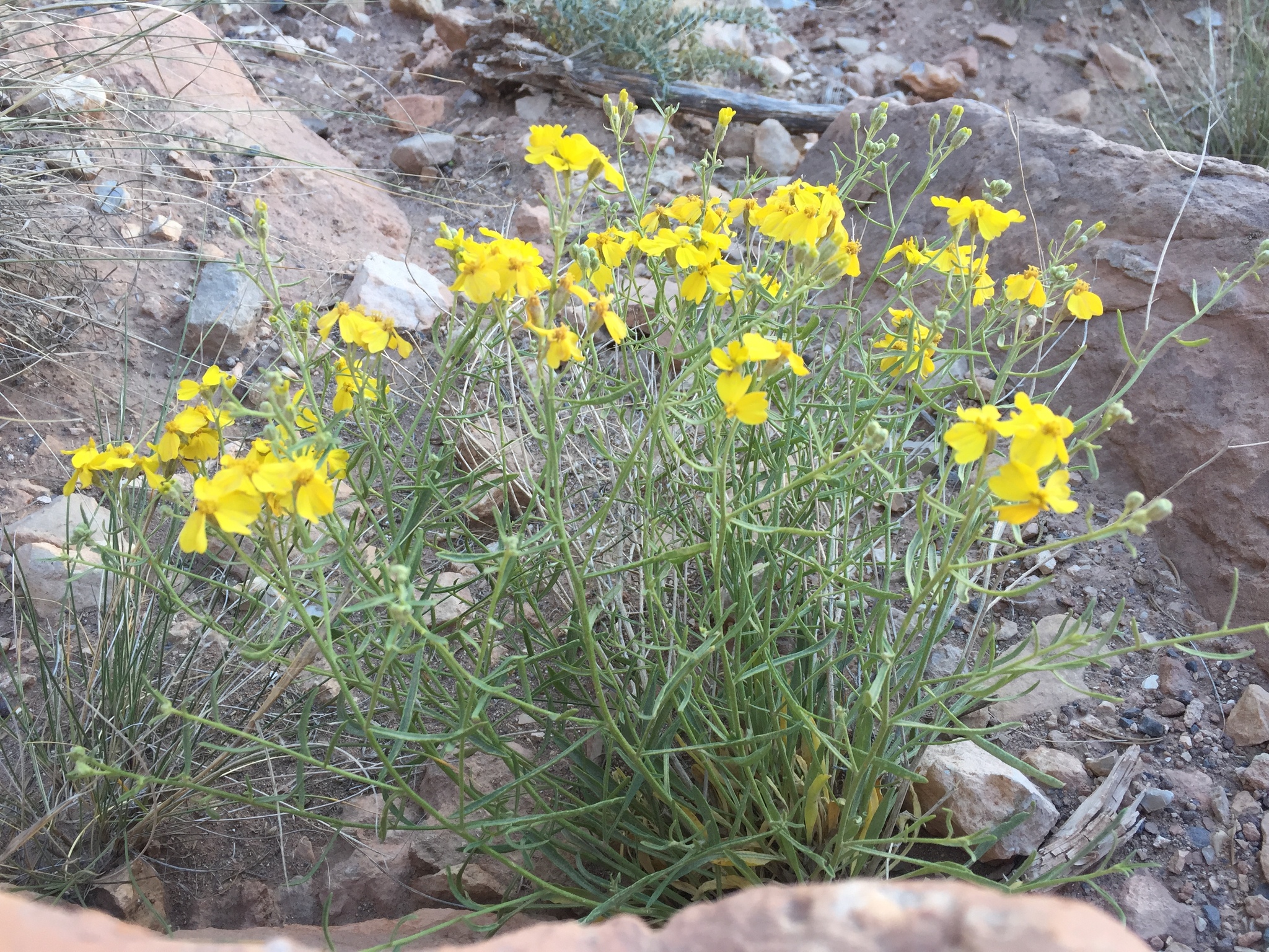 Psilostrophe sparsiflora