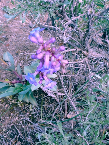 Image of Penstemon osterhoutii by no rights reserved