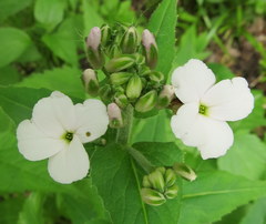 Hesperis matronalis