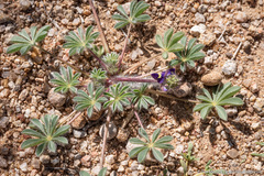 Lupinus flavoculatus