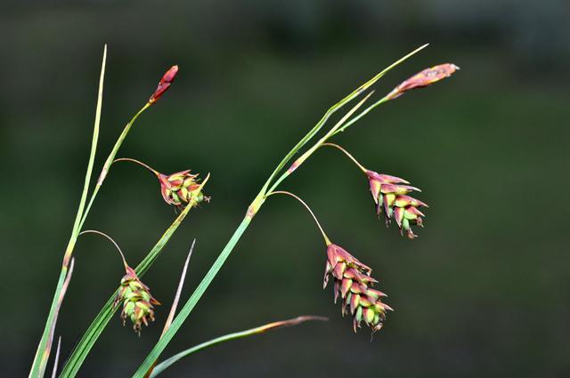Carex magellanica