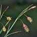 Tall Bog-Sedge - Photo (c) Biopix, some rights reserved (CC BY-NC)