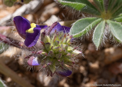 Lupinus flavoculatus