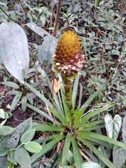 Guzmania triangularis