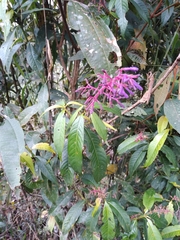 Palicourea angustifolia