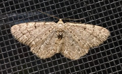 Aethalura intertexta