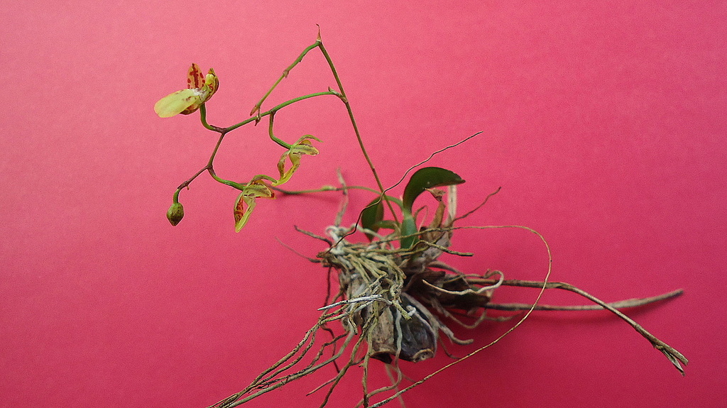 Leochilus labiatus