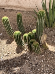 Trichocereeae