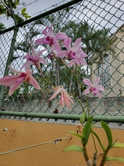 Laelia