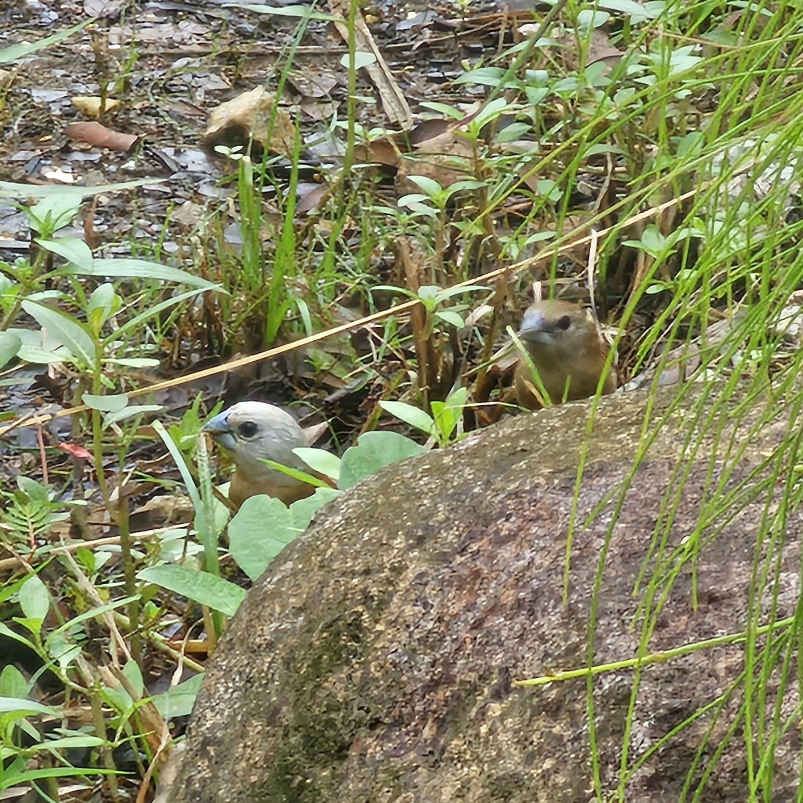 White-headed Munia