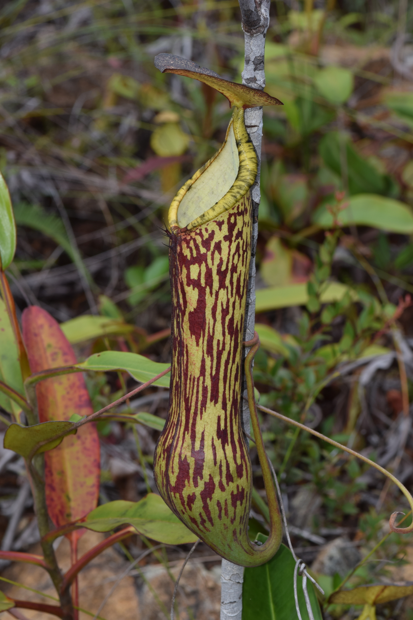 Nepenthes mindanaoensis