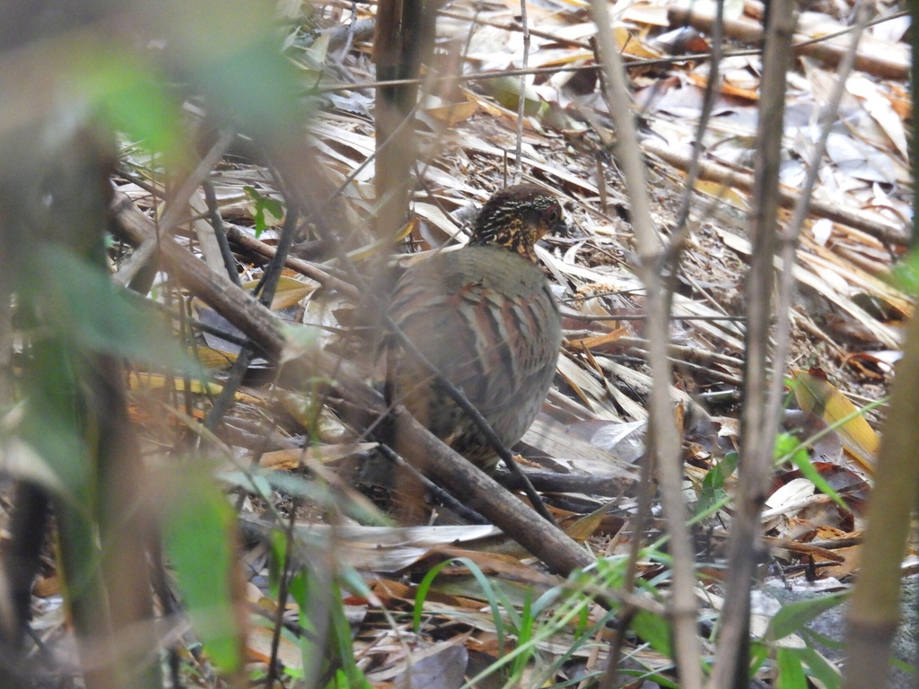 White-Necklaced Partridge