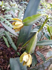 Prosthechea