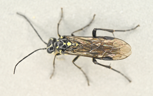Pied Strider, photo 4 of 10