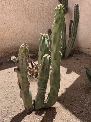 Lophocereus