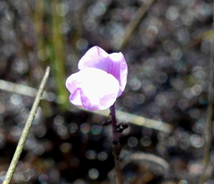 Utricularia purpurea image
