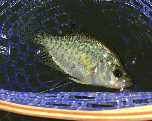 White crappie (Pomoxis annularis) — Centrarchidae — 3