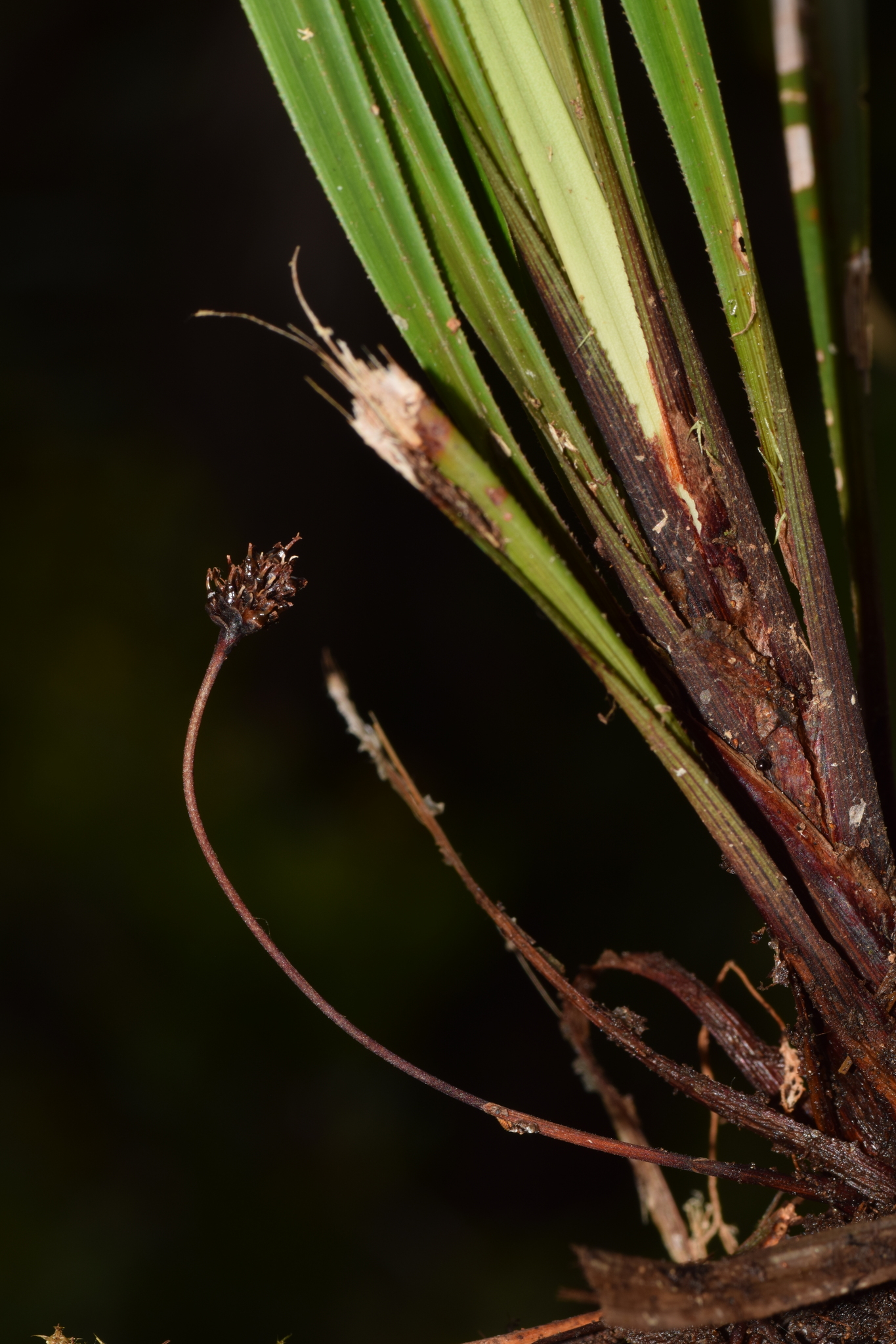 Paramapania gracillima