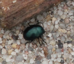 Leptinotarsa haldemani