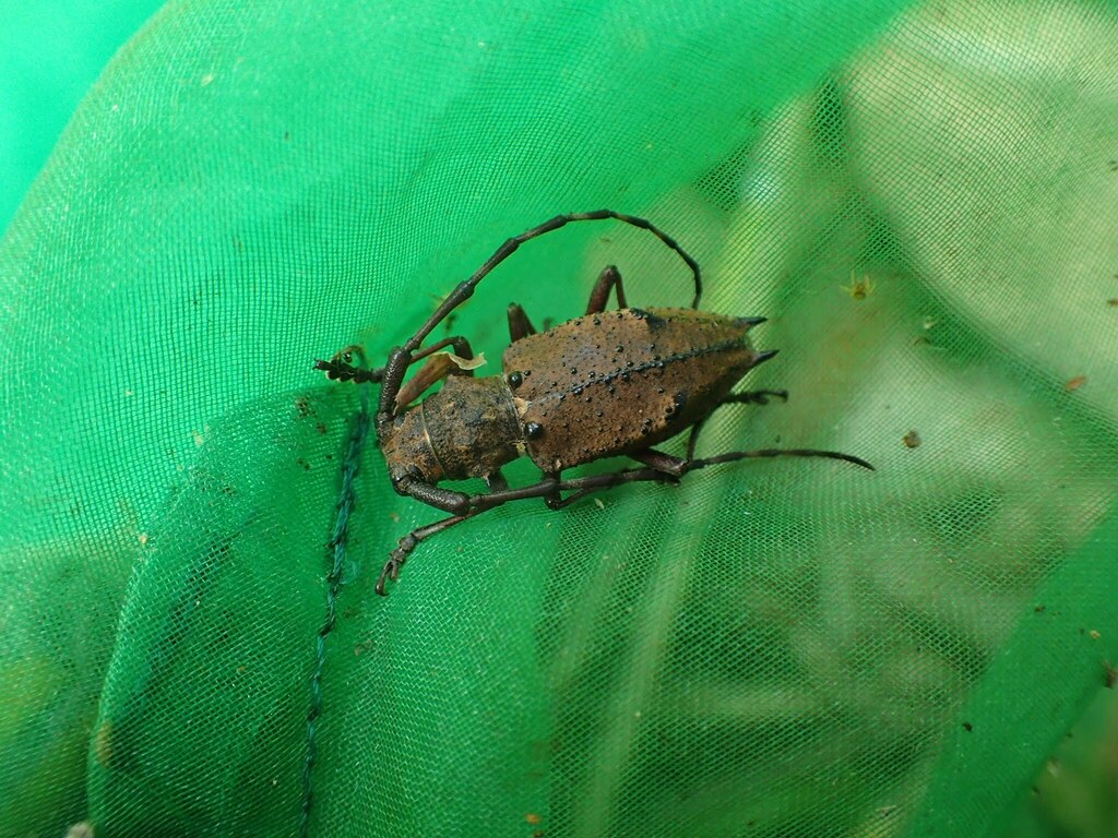 Mesechthistatus furciferus