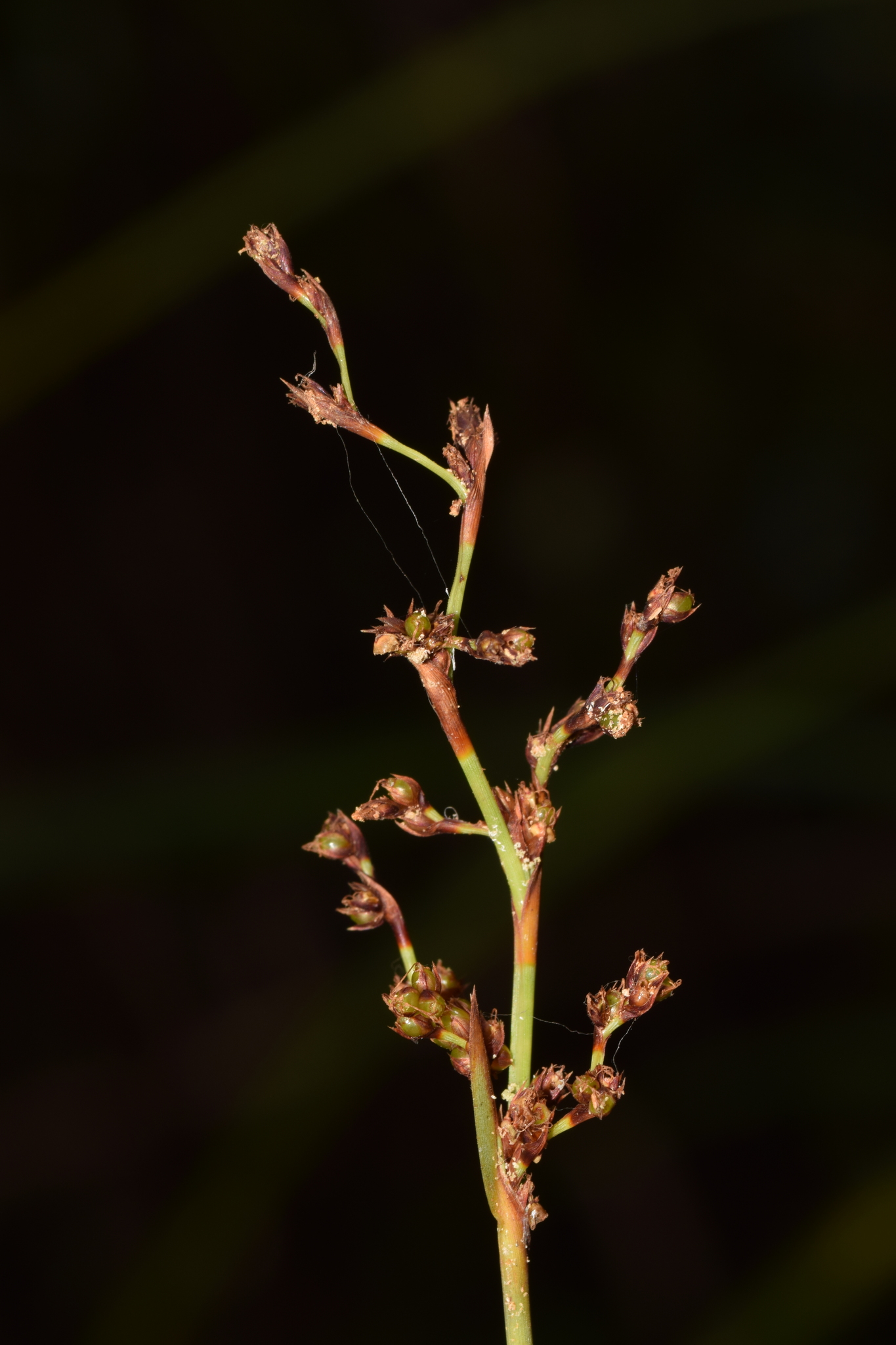 Machaerina disticha