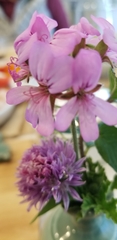 Pelargonium capitatum