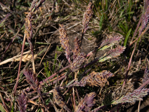 Poa unilateralis ssp. unilateralis