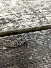 Texania fulleri