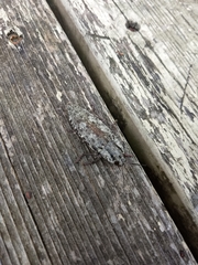 Texania fulleri