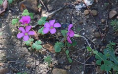 Oxalis eckloniana
