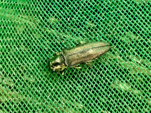 Agrilus japanocarinatus · iNaturalist