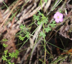 Oxalis bifida